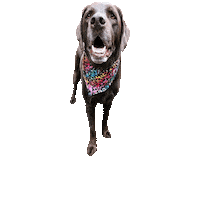 Happy Dog Excited Dance Sticker