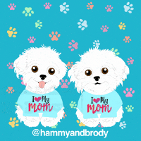 Dogs Maltese GIF by HammyandBrody