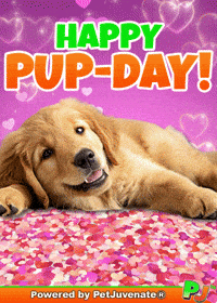 Awesome Boi Pupper Dog Pj GIF by PetJuvenate