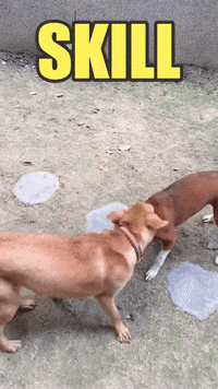 dog love GIF by Pamily
