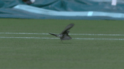 bird fly GIF by Wimbledon