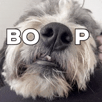 Snoot Dog Boop GIF