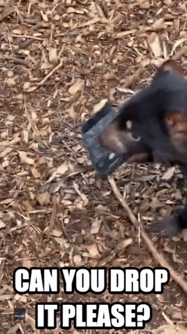 Cheeky Tasmanian Devil Refuses To Let Go Of Prize