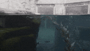 sea otter hello GIF by Monterey Bay Aquarium
