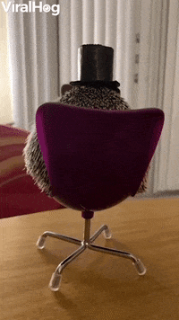 Peter Quill The Hedgehog Sports Stylish Top Hat GIF by ViralHog