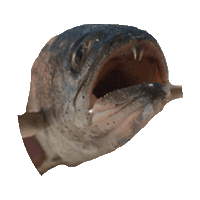 fish STICKER by imoji