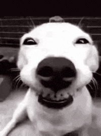 Stan Twitter Funny Dog GIF
