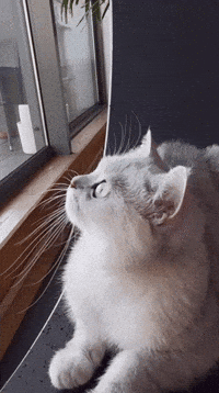 Cat GIF