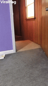 Excited Doggy Spins Like Ballet Dancer