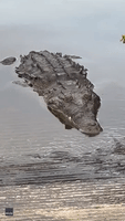 Terrifying Crocodile 'Cough' Caught on Camera in Florida Everglades