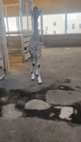 Baby Giraffe Born at Odesa Zoo
