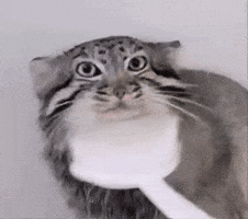 DailyMantle3 pallas pallas cat manul pallascat GIF