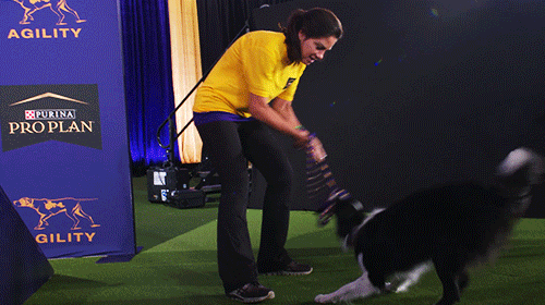 GIF by Westminster Kennel Club