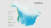 brown creeper GIF by audubon