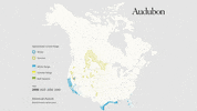 american avocet GIF by audubon
