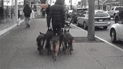 Dog Following GIF