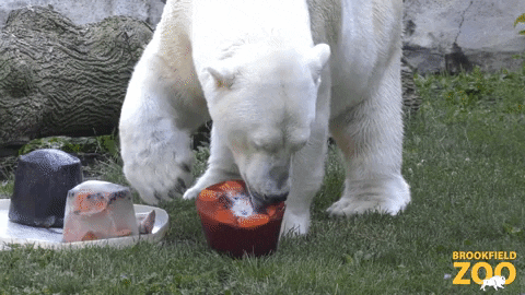 Hungry Polar Bear GIF by Brookfield Zoo
