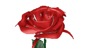 Flower Rose Sticker by Maisa Immonen