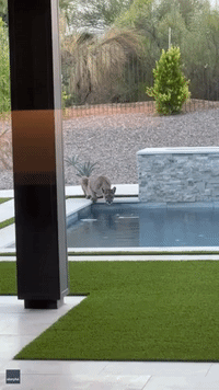 'Very Thirsty' Mountain Lion Drinks From Backyard Pool in Arizona