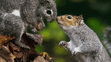 Hungry Wild Animals GIF by PBS