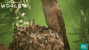 natural world baby GIF by BBC Earth