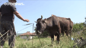 Cow No GIF by euronews