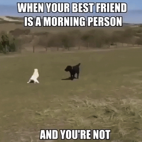 dogs GIF by JustViral.Net