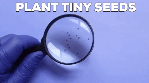 Elitehomeimage giphygifmaker GIF