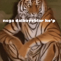 wtfsadi nega dalbayoblar kop GIF