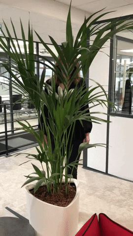 emilienel55ca giphygifmaker GIF
