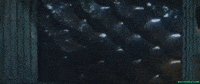 Manda GIF