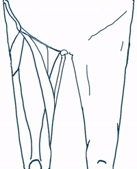 muscle hip GIF