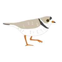 Wildlife Sticker
