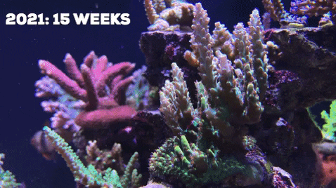 xiaoxiy giphygifmaker GIF