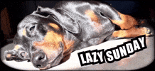 Dog Sun GIF
