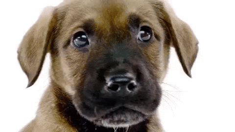 Dog Please GIF by Best Friends Animal Society