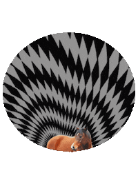yescatieburrill horse pony horses optical illusion Sticker