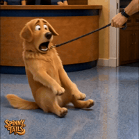 Golden Retriever No GIF