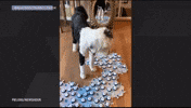 Dog Pet GIF by PBS News