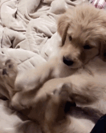 tingtinglu giphyupload GIF