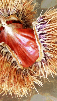 Nature Art Fall GIF