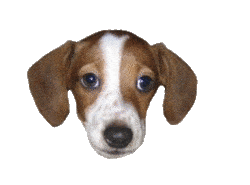 Dog Puppy Sticker by Twitch