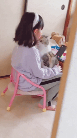 cuteanimalland giphyupload GIF