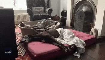 Retired Greyhounds Swap Sprinting for Whining