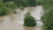 MFDtheArtist houston flood harvey GIF