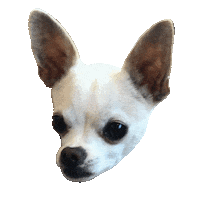 St Pete Florida Sticker by Evolve & Co