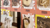 GIF by Cronos Logistics