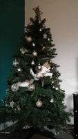 Cat Climbs Into Christmas Tree for Closer Access to Baubles