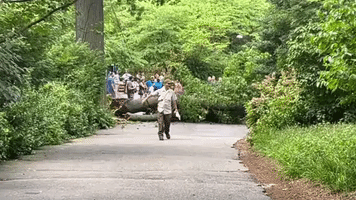 Tree Toppled at Bronx Zoo as Thunderstorm Hits New York Area