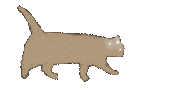 Cat Star Sticker by Illustrator.aki